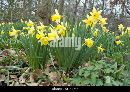 Wilde Narzissen Narcissus Pseudonarcissus wächst im alten Wald Lesnes Abbey Wood Bexley Kent UK Stockfoto