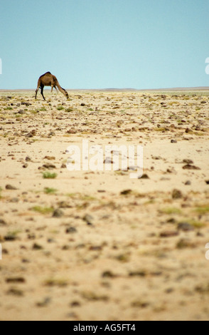Ein Kamel genießt eine seltene Ernte von frischen Weiden nach unerwarteten Duschen in der mauretanischen Sahara Stockfoto