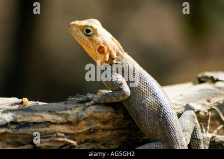 Die AGAMA-Eidechse in Westafrika die Regenbogen-Eidechse - wegen der Männchen hell Regenzeit umwerben Farben nennt. Stockfoto