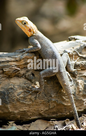 Die AGAMA-Eidechse in Westafrika die Regenbogen-Eidechse - wegen der Männchen hell Regenzeit umwerben Farben nennt. Stockfoto