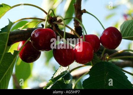 Reife Kirschen, die auf einem Baum wachsen Stockfoto