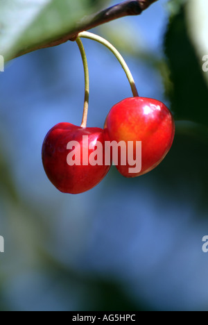 Reife Kirschen, die auf einem Baum wachsen Stockfoto