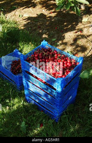 Kirschen-Ernte Stockfoto