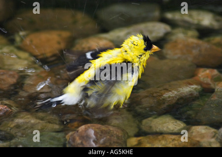 Amerikanische Stieglitz Zuchtjahr Tristis Baden im Strom von Wasser Southern Indiana Stockfoto