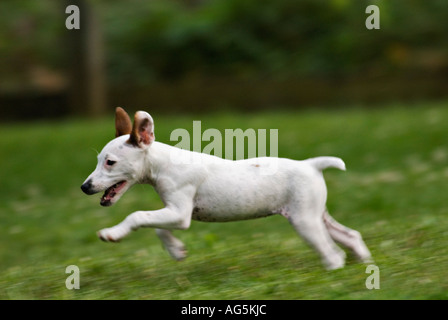 Parson Jack Russell Terrier Welpen durch Rasen im Garten Stockfoto