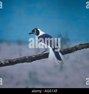 White-tailed Jay Cyanocorax Mystacalis Perched in Gefangenschaft Stockfoto