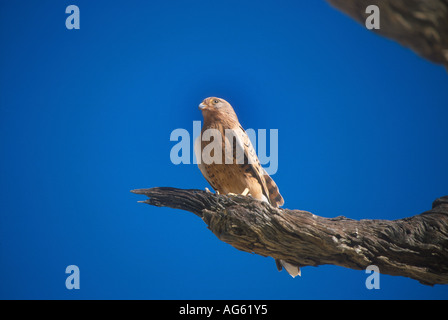 Größere Kestrel Falco Rupicoloides Namibia Stockfoto