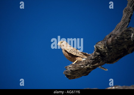 Größere Kestrel Falco Rupicoloides Namibia Stockfoto