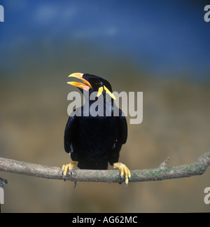 Hill Mynah Gracula Religiosa Perched auf Zweig Schnabel öffnen Stockfoto