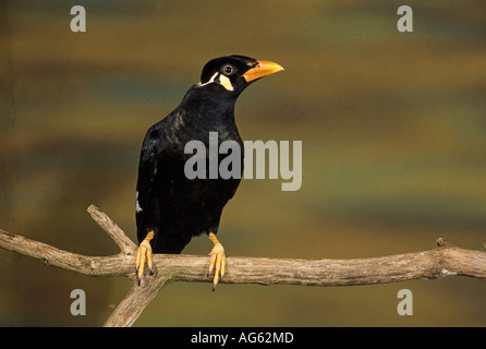 Hill Mynah Gracula Religiosa thront Frontansicht Kopf gedrehten S Stockfoto