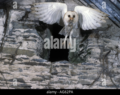 Schleiereule Tyto Alba im Flug nur eine Wühlmaus tragen kommen durch Öffnung in Wand Stockfoto