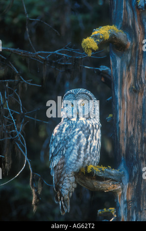 Große graue Eule Strix Nebulosa Perched auf Ast Stockfoto