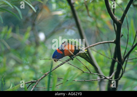 Rot collared Lorikeet Trichoglossus Rubritorquis auf Zweig thront Stockfoto