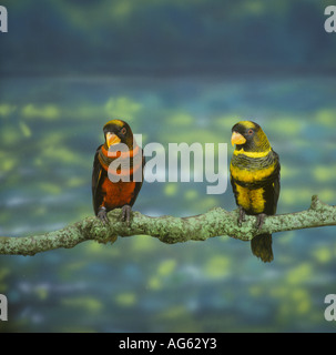 Altrosa Lory Pseudeos Fuscata zwei thront Stockfoto