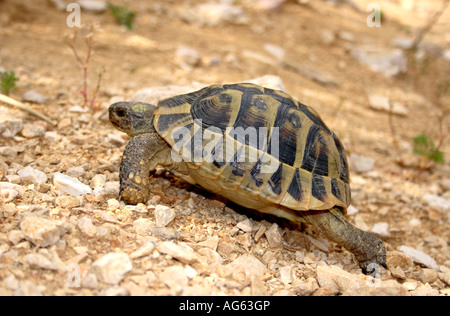 Hermanns Schildkröte zu Fuß auf der Insel Pag in Dalmatien, Kroatien Stockfoto