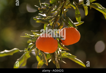 Algerien Tamanrasset Mandarinen auf Baum Stockfoto