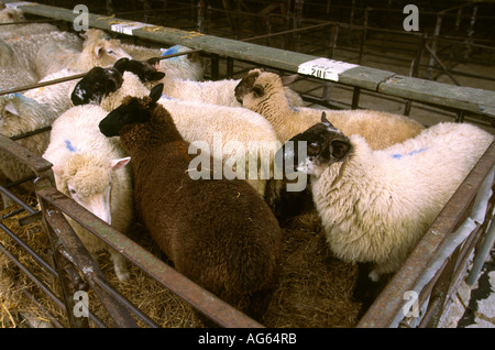 UK England Devon Axminster Vieh Markt Schafe im Stift Stockfoto