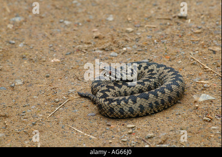 Kreuzotter (Vipera berus) auf Masse an Heide in Sussex, Südengland Stockfoto