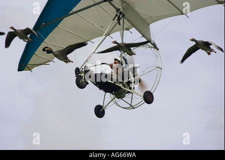 Christian Moullec fliegen sein ultraleichtflugzeug mit Graugänse im Shoreham auf See Royal Air Forces Association Charity Airshow Stockfoto