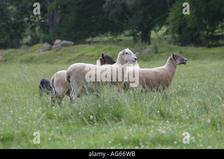 Schottischer Schäferhund Wanderwege, Schottland, UK Stockfoto