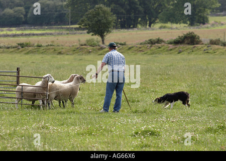 Schottische schaf Hund versuchen, Hund, Schäferhund Schafehüten, Sommer, Vegetation, Border Collie, Bauernhof Handhabung, Metall Tore, Natur Tiere, Schottland, Großbritannien Stockfoto