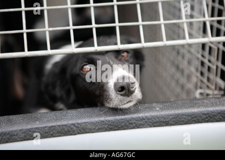 Schäferhund in van hinter Grill  Scottish Schäferhund Wanderwege, Schottland, UK Stockfoto