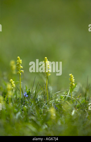 Gruppe von Moschus Orchideen (Herminium monorchis) wachsen auf Chalk downland in Hampshire Stockfoto