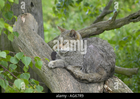 Einen weiblichen Erwachsenen britischen Wildkatze (Felis sylvestris) auf einem gefallenen Baumstamm ruht. Züchtung in Gefangenschaft. Stockfoto