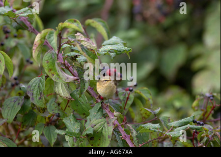 Chiffchaff (Phylloscopus collybita) auf Zweig von Holunder Strauch thront (Sambucus nigra) Stockfoto