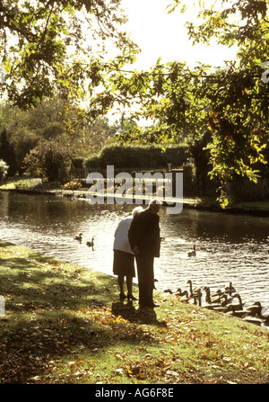 Älteres Ehepaar in einem Park, Fütterung der Gänse Stockfoto