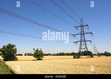 Ein Weizenfeld reif für die Ernte Stockfoto