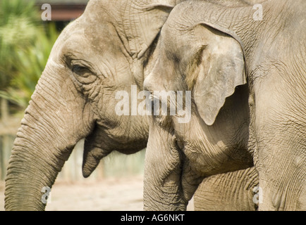 Elefanten an Chester Zoo in England Stockfoto
