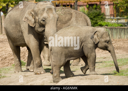 Elefanten an Chester Zoo in England Stockfoto