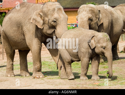 Elefanten an Chester Zoo in England Stockfoto