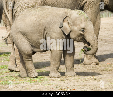 Baby-Elefant Zoo von Chester, England Stockfoto