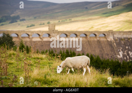 UK Yorkshire oberen Nidderdale Schafbeweidung auf Narbe Haus Reservoir Damm Stockfoto