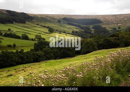 UK Yorkshire Nidderdale Oberwelle des Sonnenlichts auf vereinzelte Bauernhäuser unter Masham Moor fallen Stockfoto