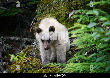 Kermode Bär auch genannt ein Spirit Bear oder Ghost Bear ist eine genetisch einzigartig Unterart des Schwarzbären Skagway Alaska Stockfoto