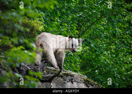 Kermode Bär auch genannt ein Spirit Bear oder Ghost Bear ist eine genetisch einzigartig Unterart des Schwarzbären Skagway Alaska Stockfoto