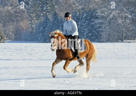 Mädchen im Galopp auf einem Haflinger-Pferd im winter Stockfoto