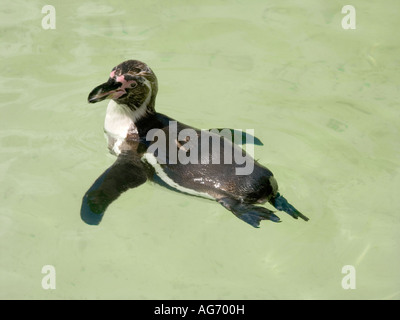 Humboldt-Pinguin schwimmen Stockfoto