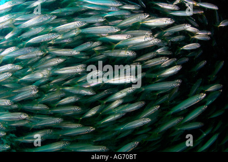 Runde Scad oder Zigarre Elritze (Decapterus Punctatus) fotografiert bei einem Schiffbruch in Jupiter FL Stockfoto