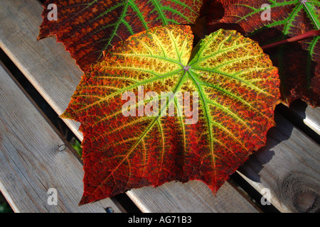 Herbstfarbe. Weinblatt zeigt Herbstsaison ändert sich in leuchtenden Farben von rot, Orange, Gold und gelb Stockfoto