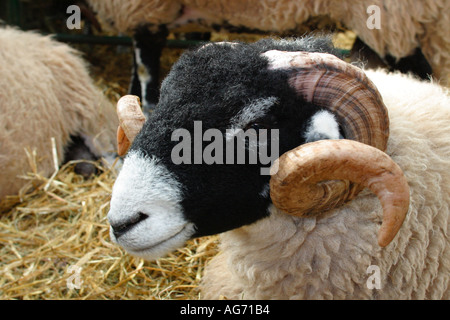 Swaledale Rams warten ihrerseits in den lokalen Lager Monatsumsatz auf dem Auktionsmarkt Schafe im Stall Stockfoto