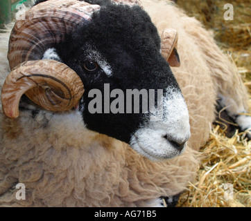 Swaledale Ram ruhen geduldig auf Stroh Bett bei lokalen Lager Monatsumsatz Stockfoto