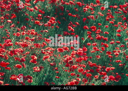 Mohnblumen am frühen Morgen Stockfoto