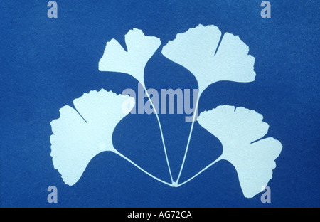 Cyanotypie oder Blaupause des Ginkgo Blätter Stockfoto