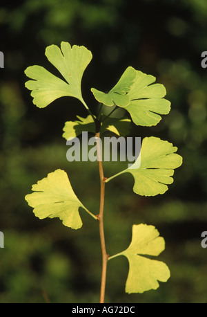 Tausend-Baum Ginkgo Biloba Blätter im Herbst drehen Stockfoto