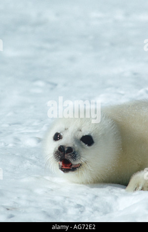 Harp Seal Pup auf Packeis Stockfoto