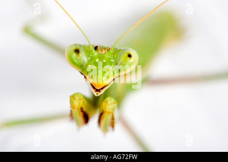 Grüne betender Mantis Spanien Young Person Stockfoto